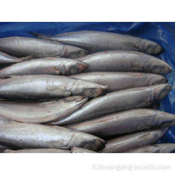 Frozen BQF Pacific MacKerel Taille 100-200G 200-300G 10 kg